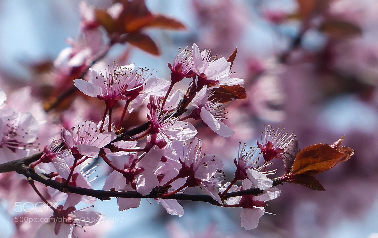 Panasonic Lumix DMC-FZ200 sample photo. Soft pink photography