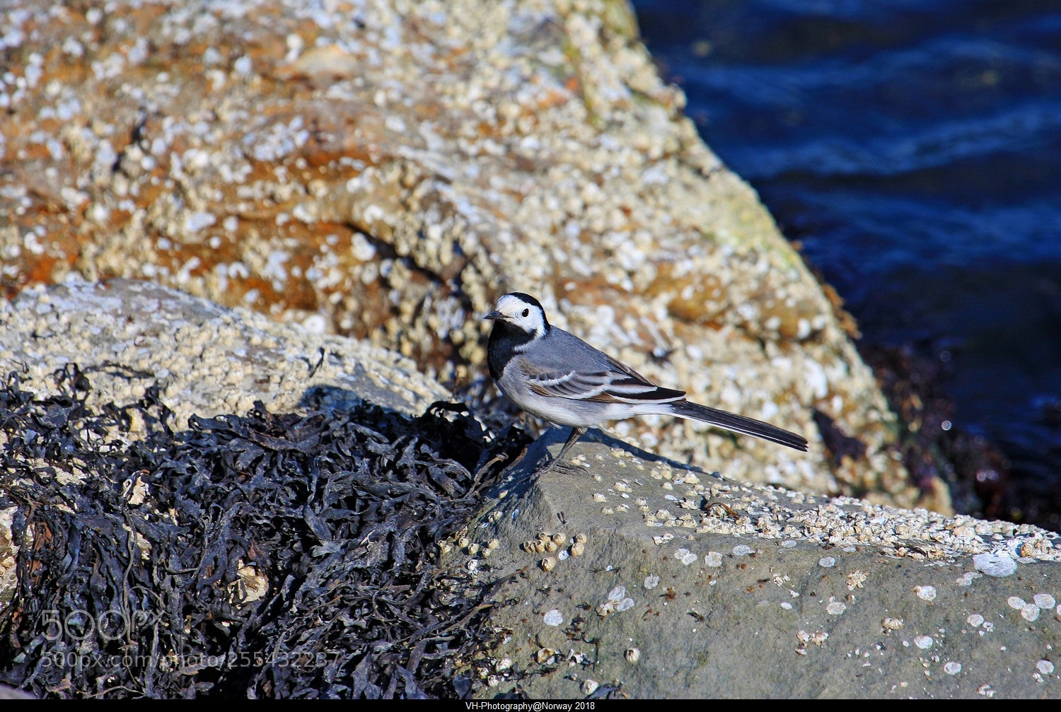Canon EOS 40D sample photo. Looking for food in photography