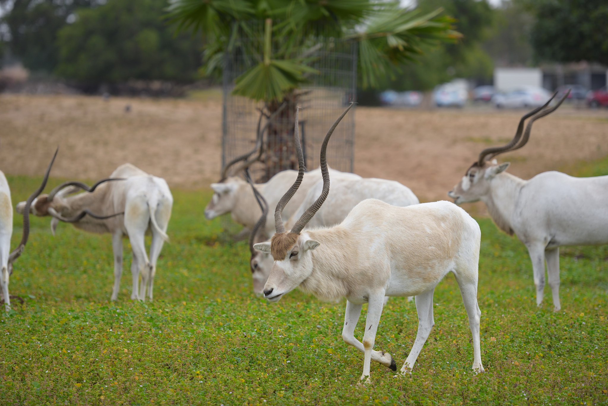 Nikon D750 sample photo. Addax nasomaculatus photography