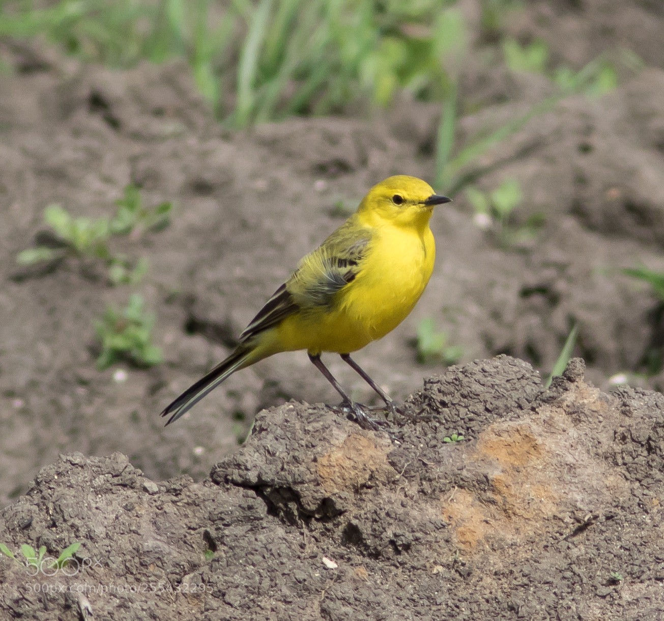 Canon EOS 7D Mark II sample photo. Yellow wagtail photography
