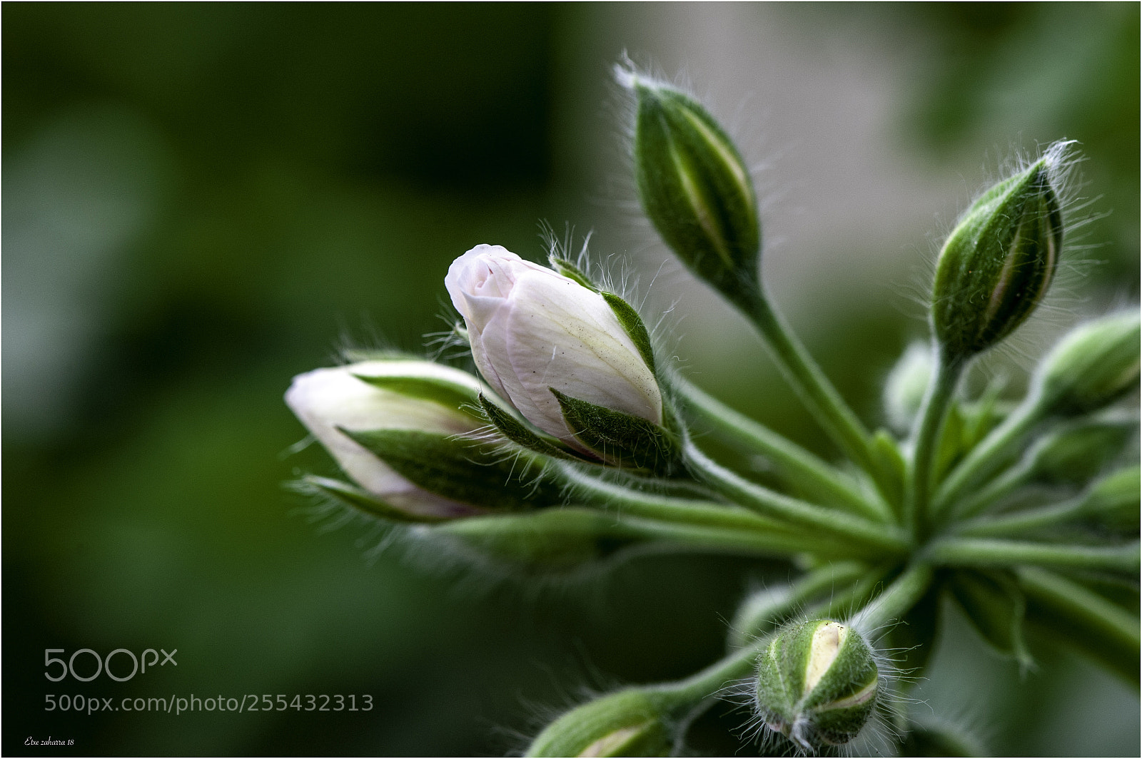 Nikon D300 sample photo. Casi flor... photography