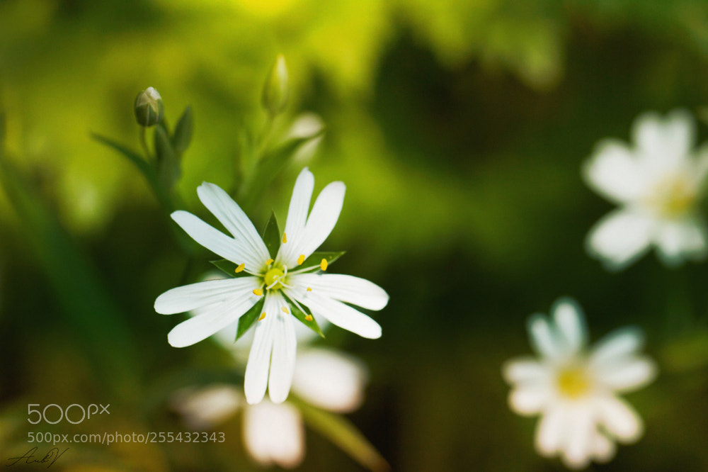 Canon EOS 7D sample photo. Pure beauty photography