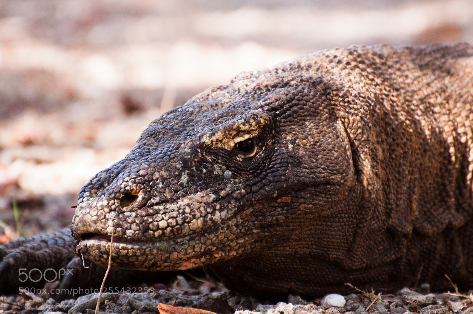 Nikon D90 sample photo. Komodo dragen on komodo photography