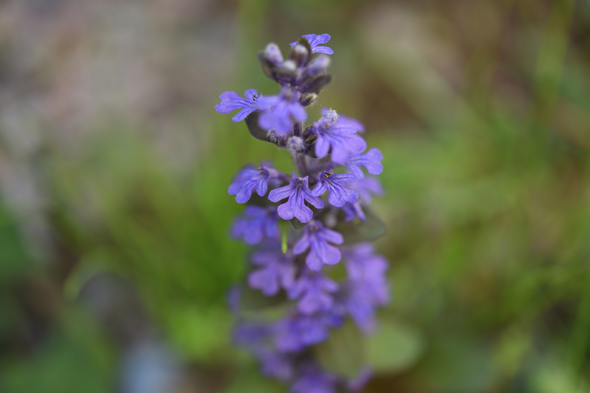Nikon AF-S Micro-Nikkor 60mm F2.8G ED sample photo. ジュウニヒトエ 野々市本町 photography