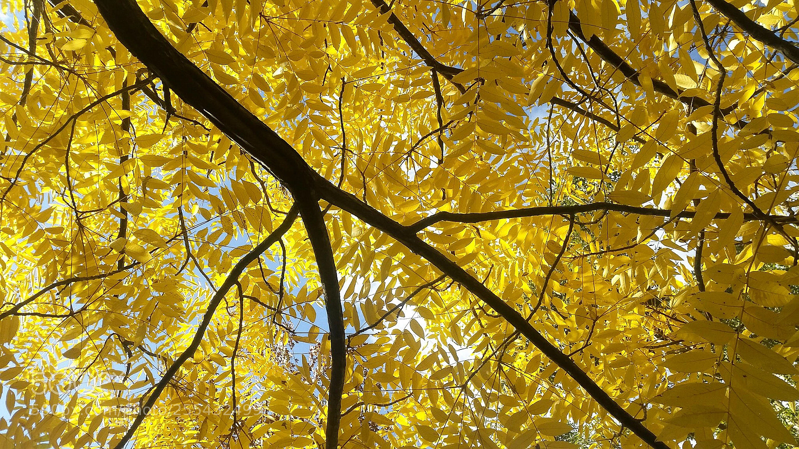Samsung Galaxy S5 sample photo. Golden photography