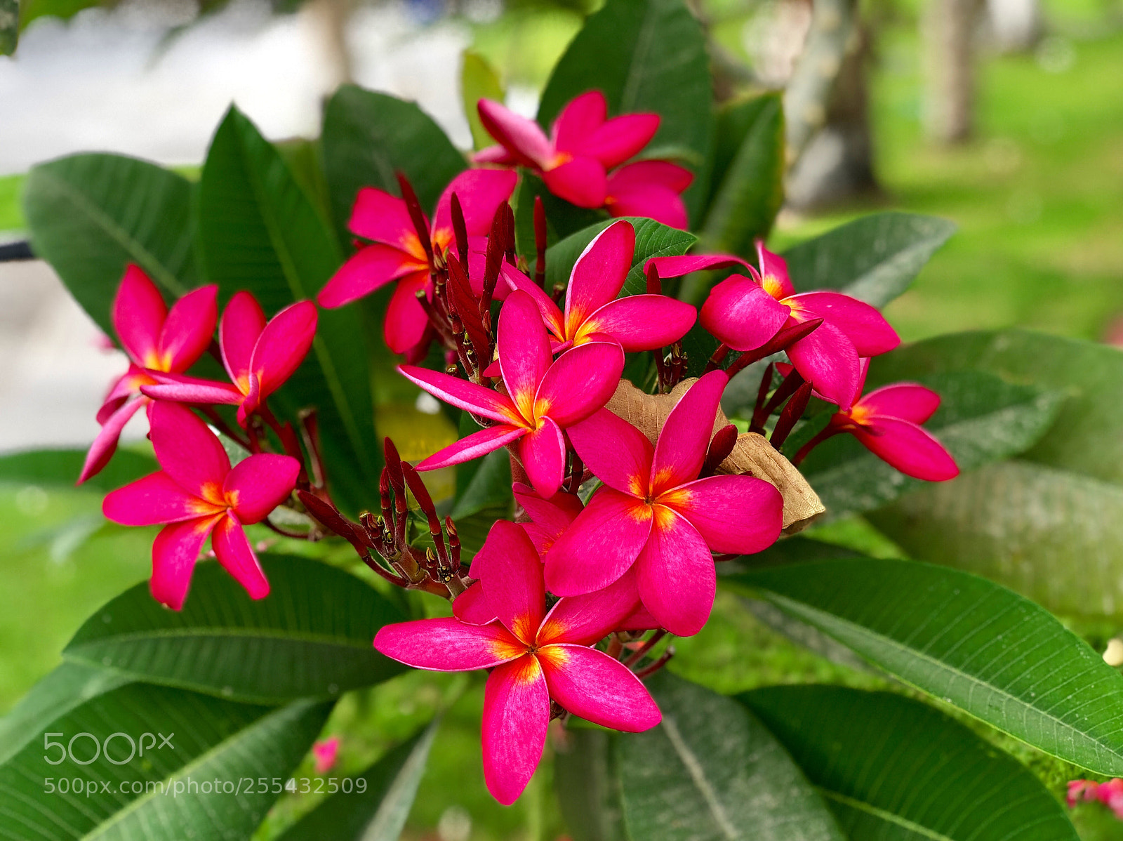 Apple iPhone X sample photo. Buch of flowers photography