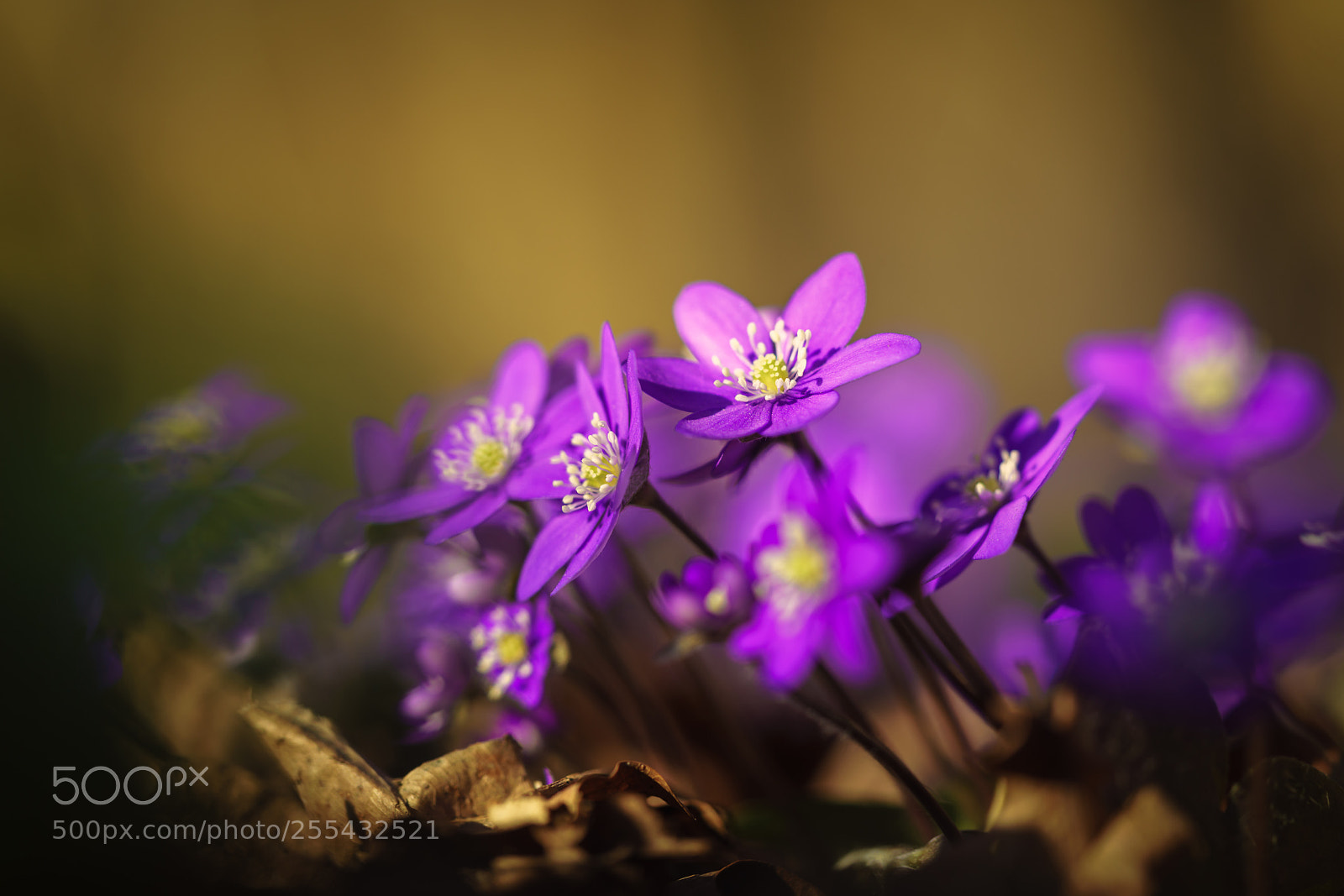 Sony a7R III sample photo. Common hepaticas leaning towards photography