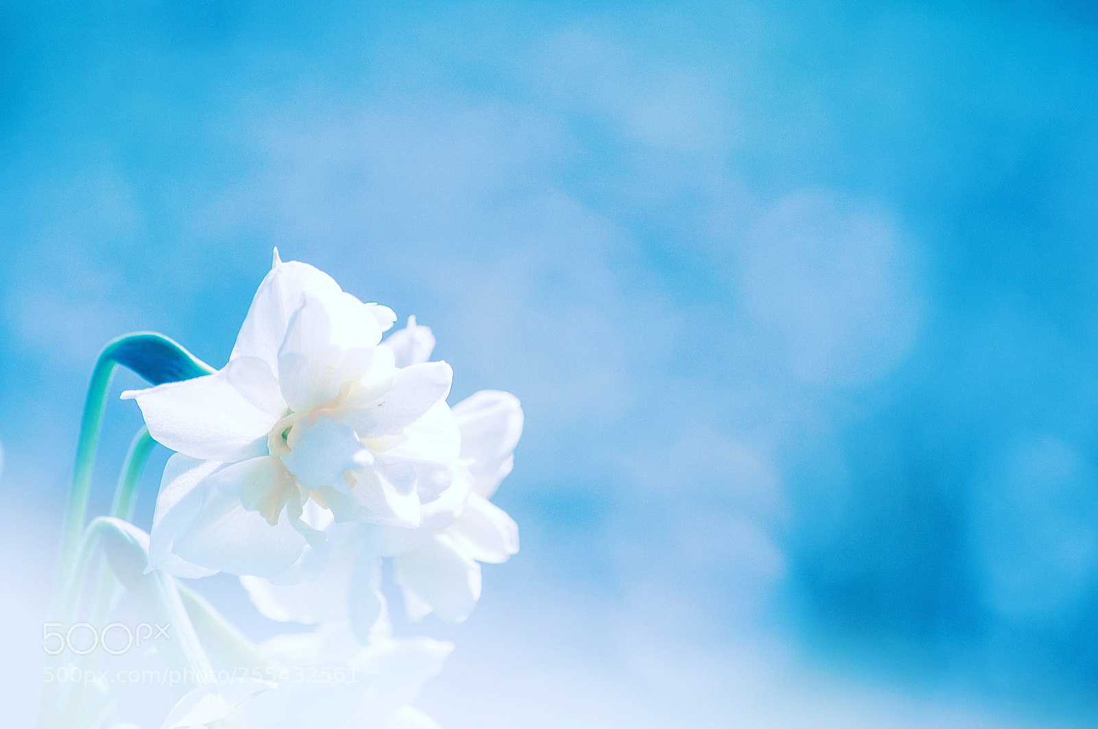 Nikon D90 sample photo. Narcissus photography