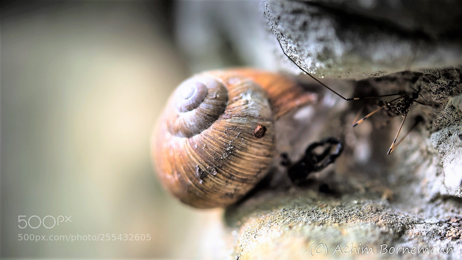 Sony SLT-A68 sample photo. A snail & long legs... photography