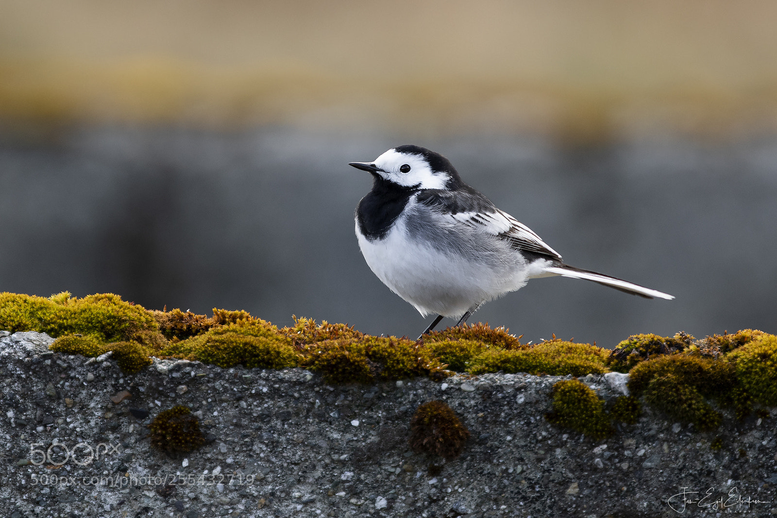 Canon EOS 7D Mark II sample photo. Svartryggerle photography