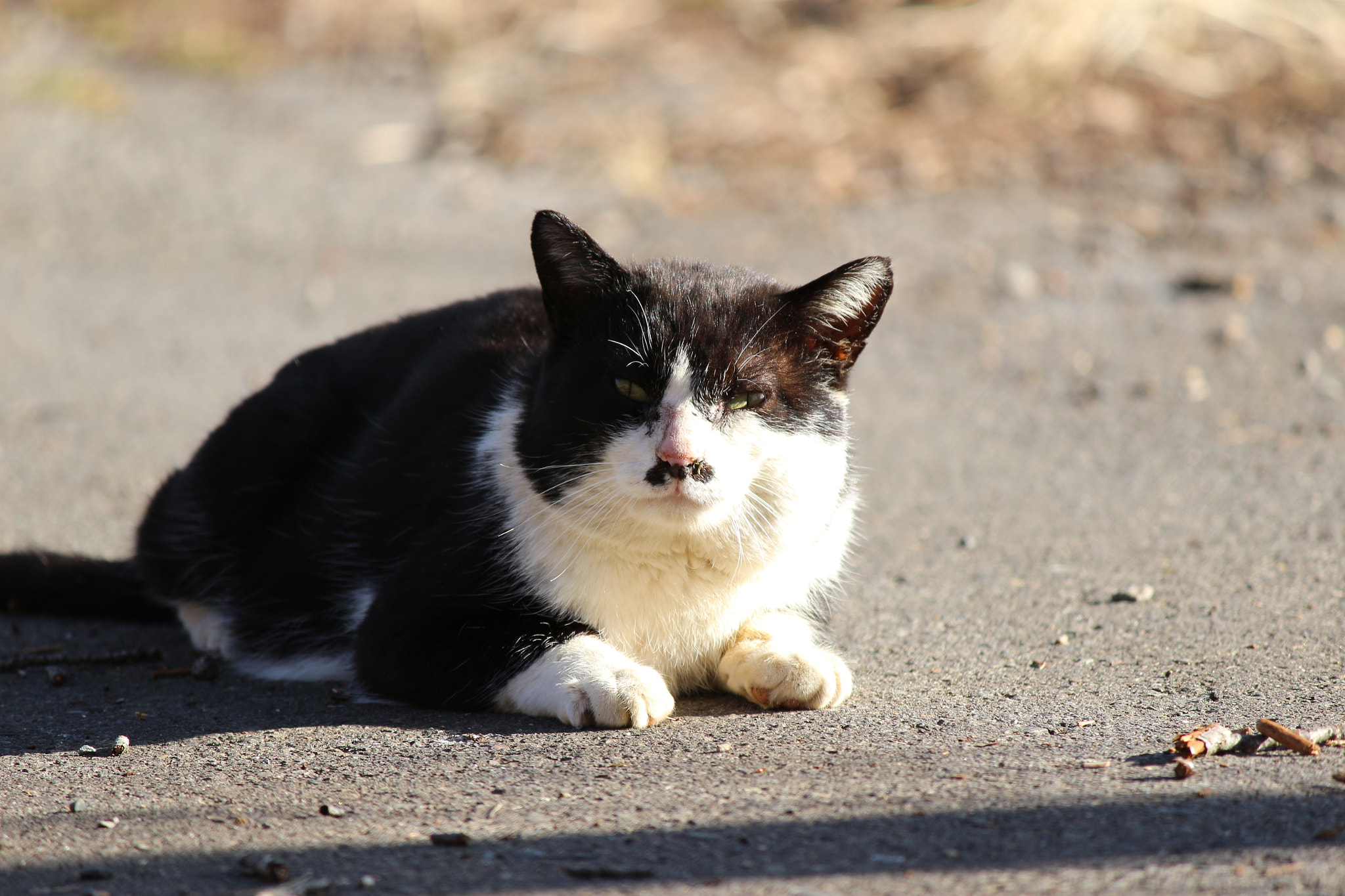 Canon EOS 100D (EOS Rebel SL1 / EOS Kiss X7) + Canon EF-S 55-250mm F4-5.6 IS II sample photo. 猫　cat photography