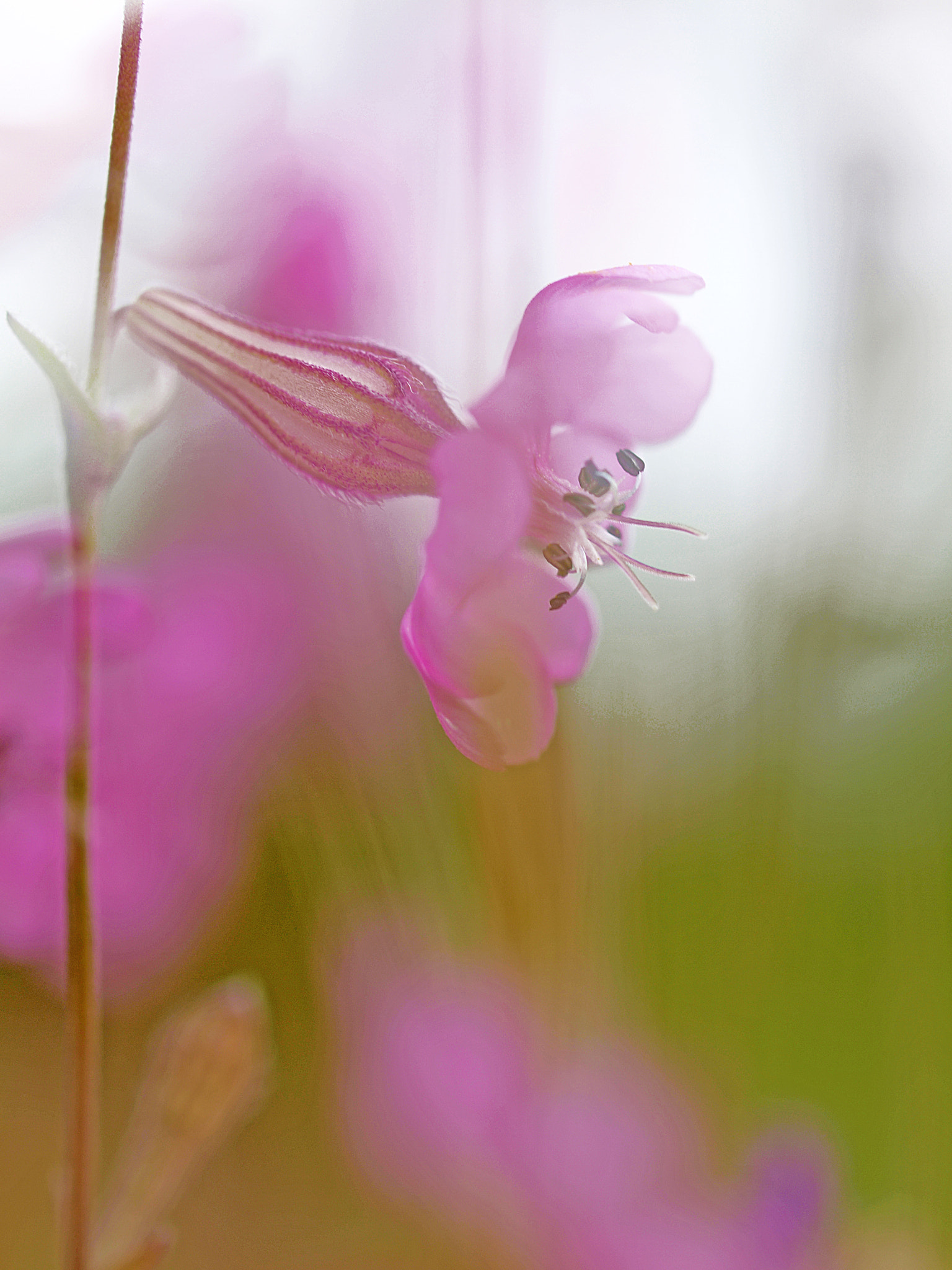 Olympus E-30 sample photo. Silene. photography