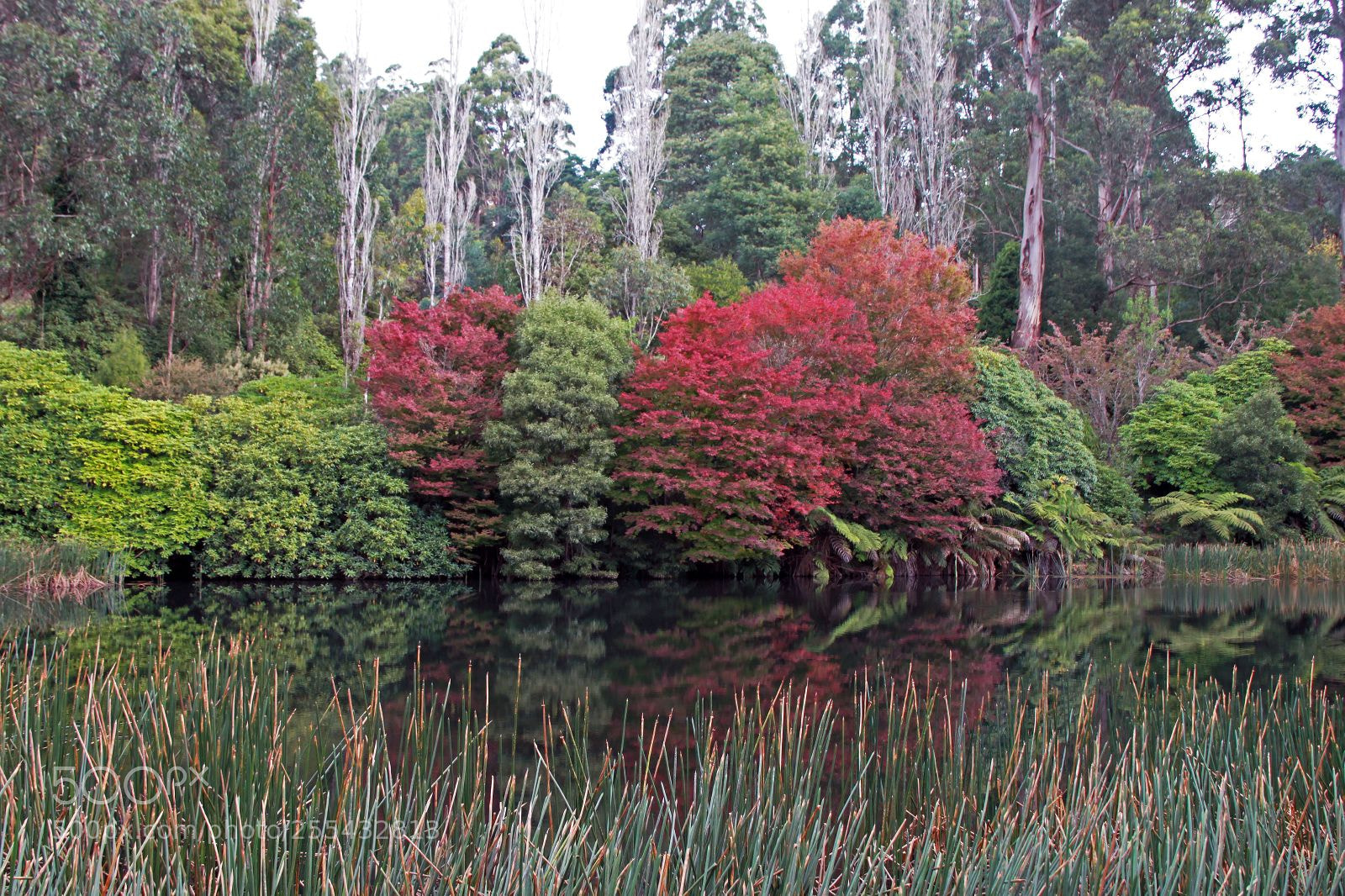 Canon EOS 500D (EOS Rebel T1i / EOS Kiss X3) sample photo. The lake, national rhododendron photography