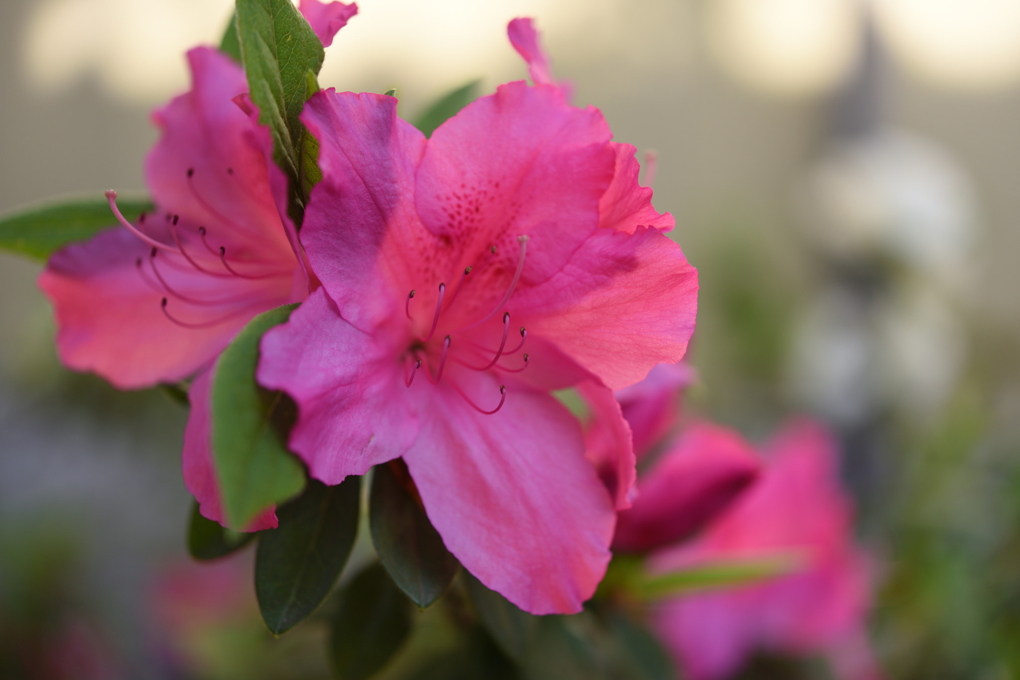 Nikon AF-S Micro-Nikkor 60mm F2.8G ED sample photo. ツツジ 野々市本町 photography