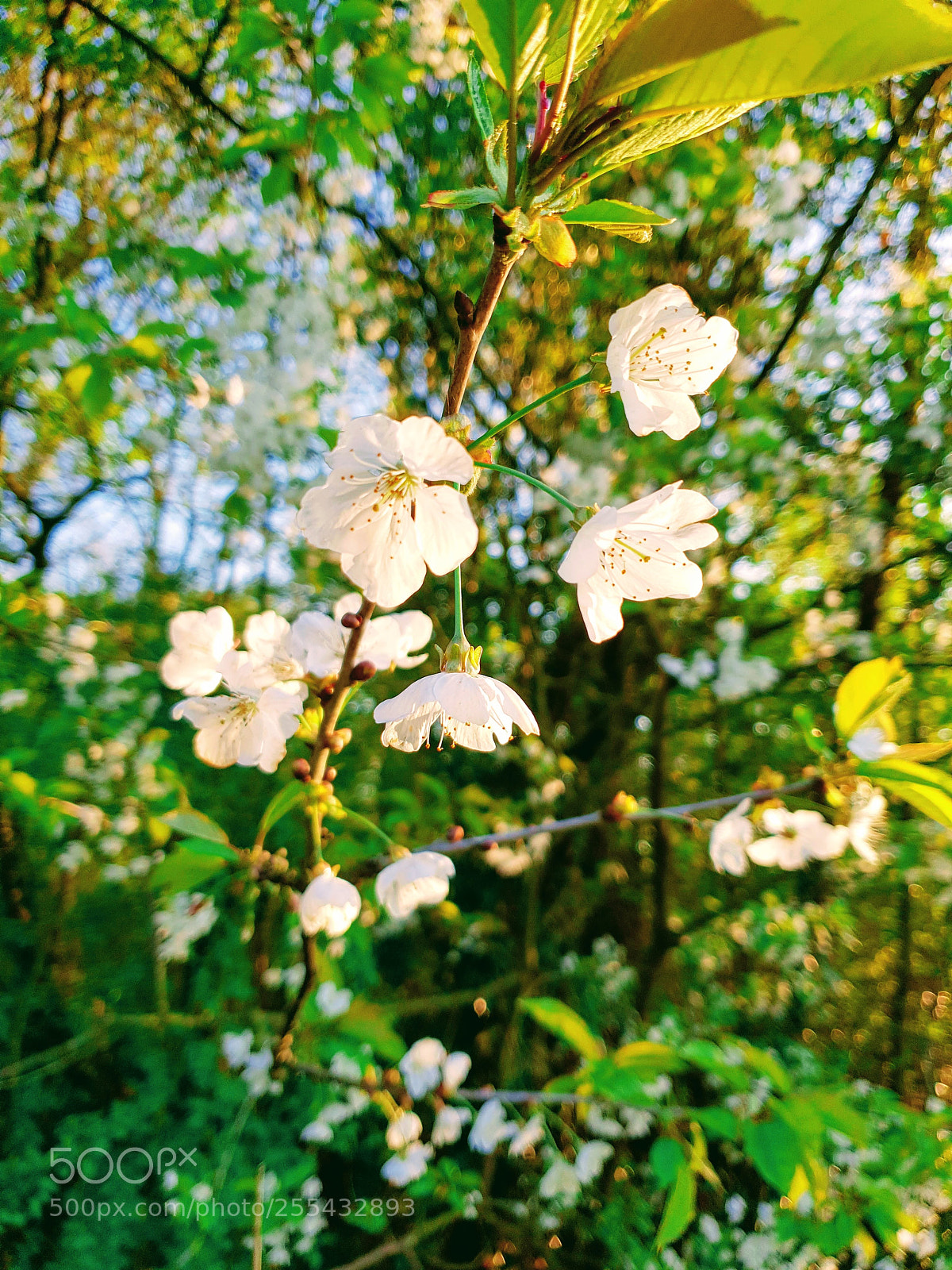 Samsung Galaxy S9 sample photo. Untitled photography