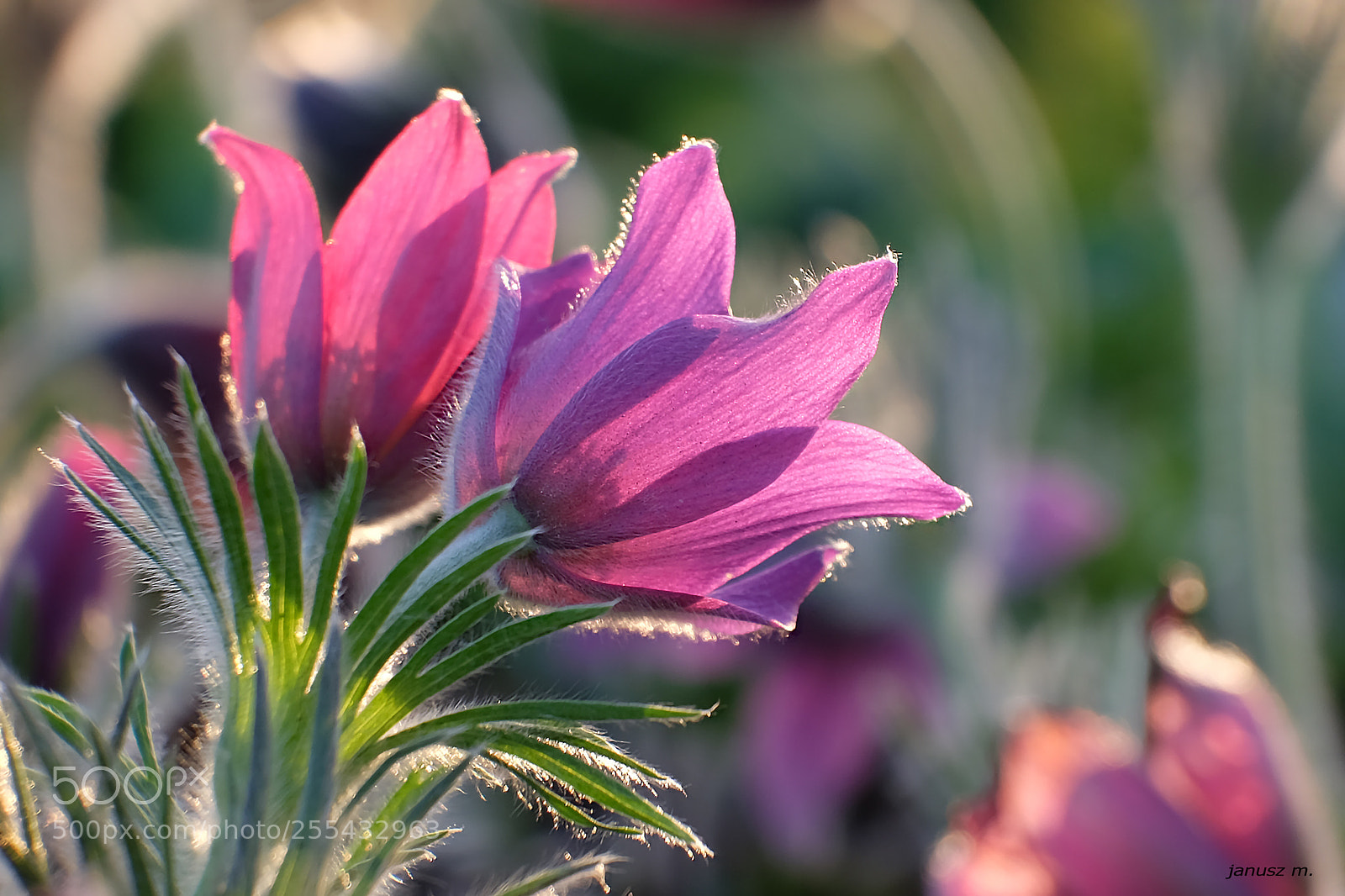 Fujifilm X-T10 sample photo. Towards the sun .... photography