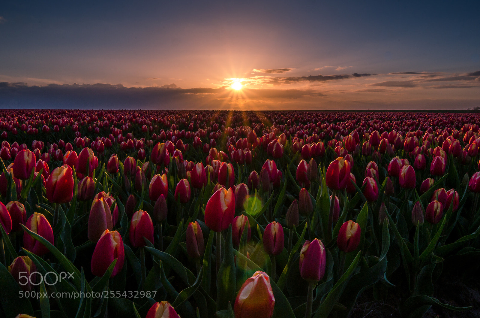 Nikon D7000 sample photo. Tulips at sunset photography