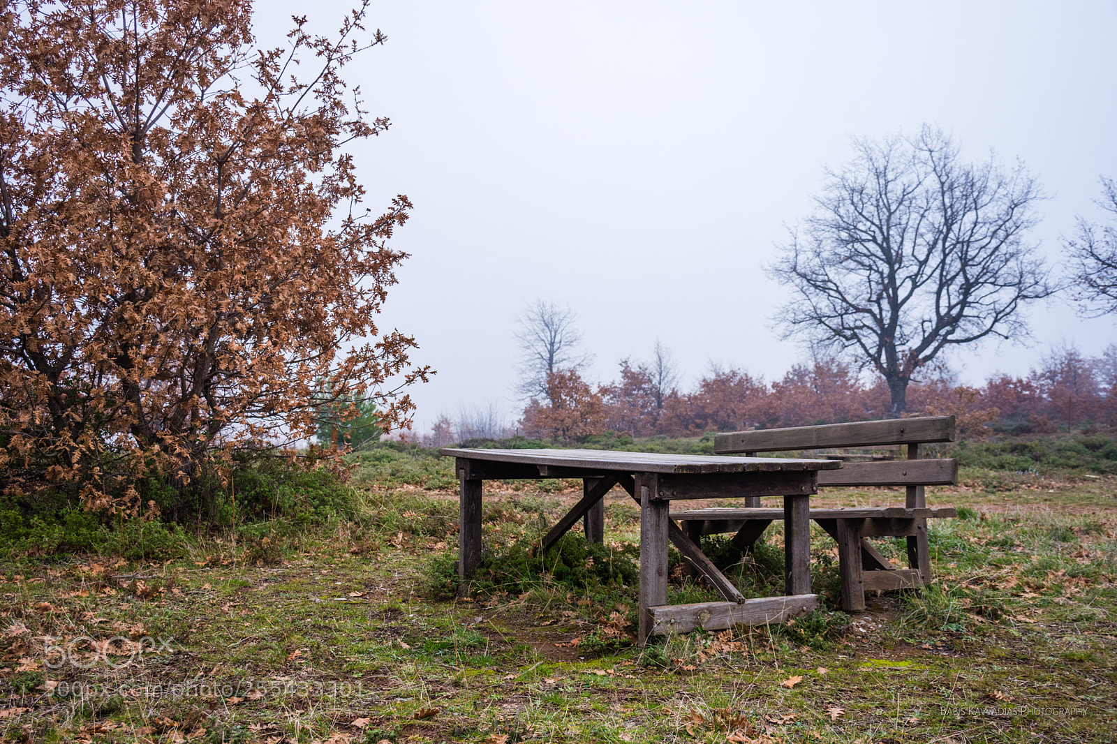 Nikon D7200 sample photo. In the mist photography