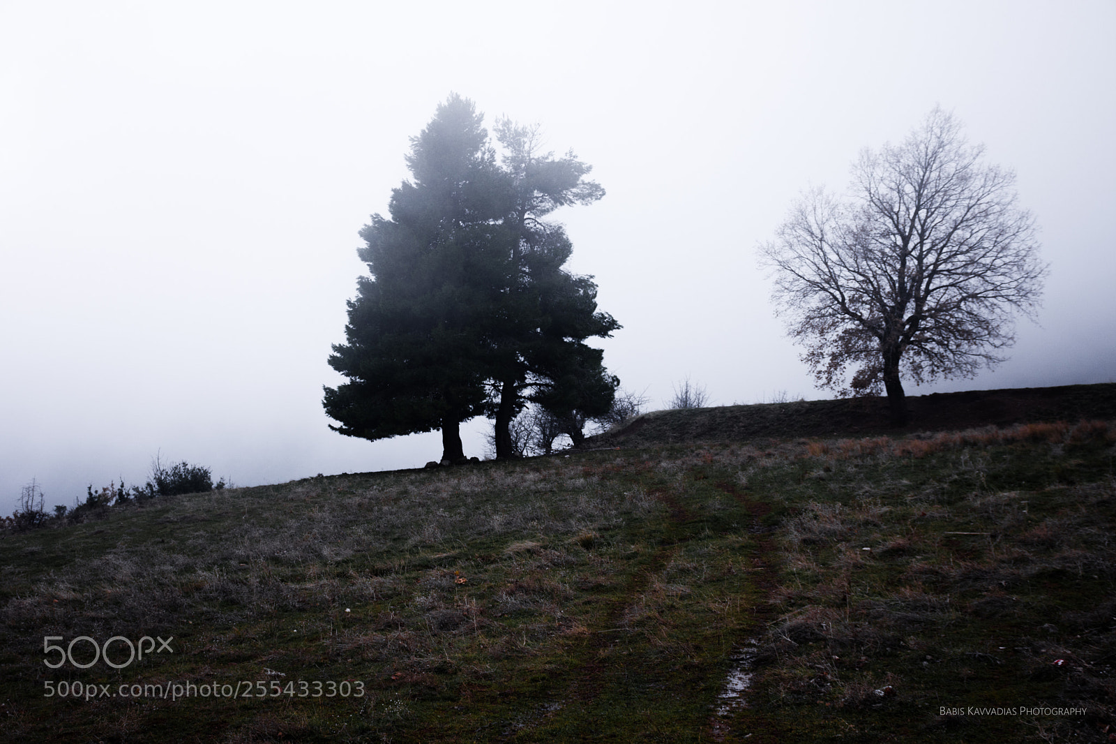 Nikon D7200 sample photo. In the mist photography