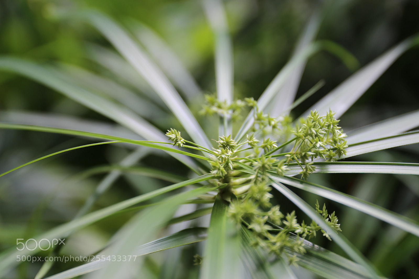 Canon EF 24-70mm F4L IS USM sample photo. Img photography