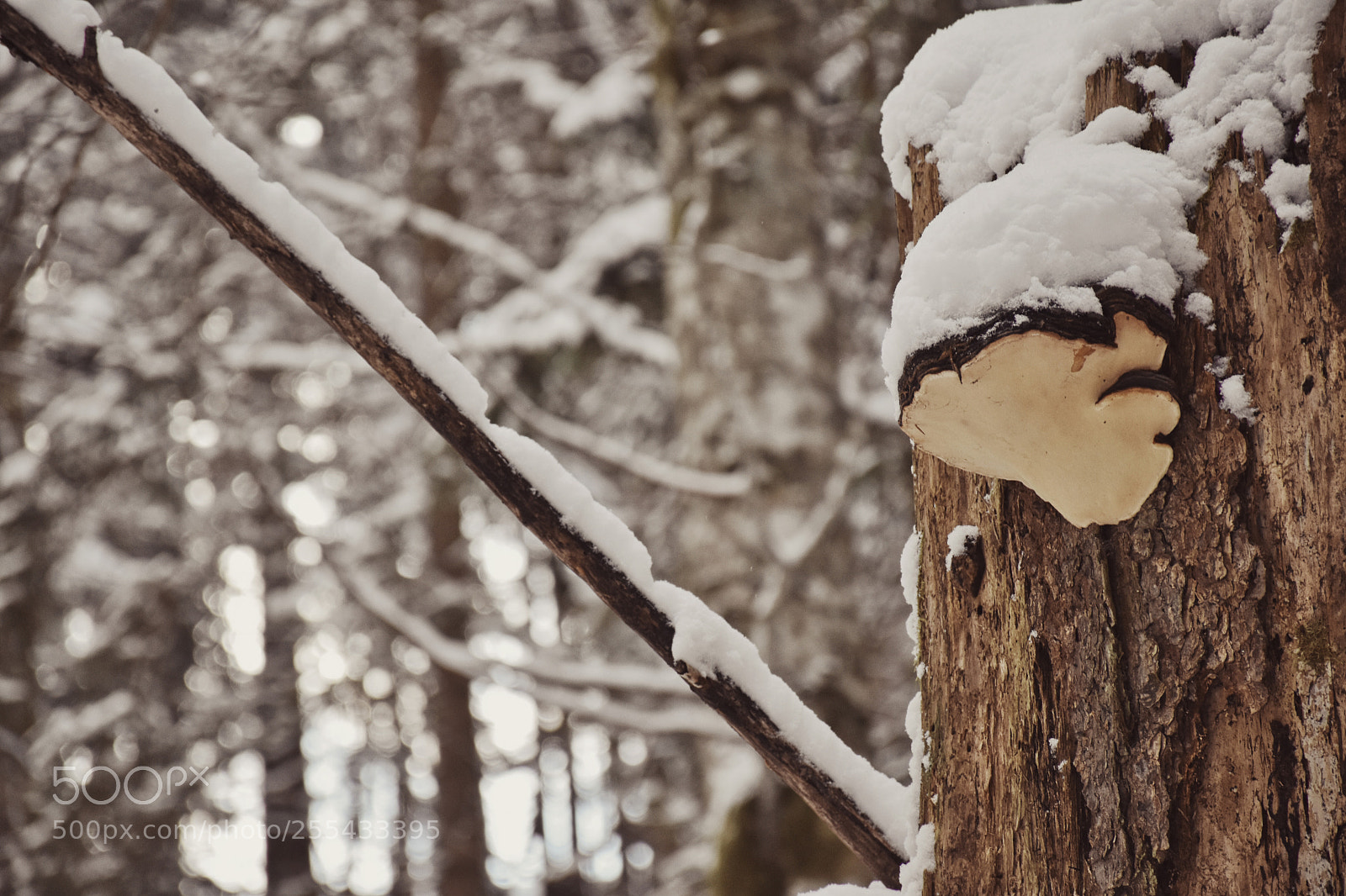 Nikon D5500 sample photo. Winter fungi photography