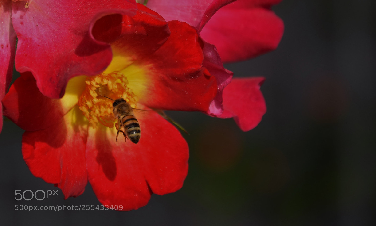 Nikon D3300 sample photo. Untitled photography
