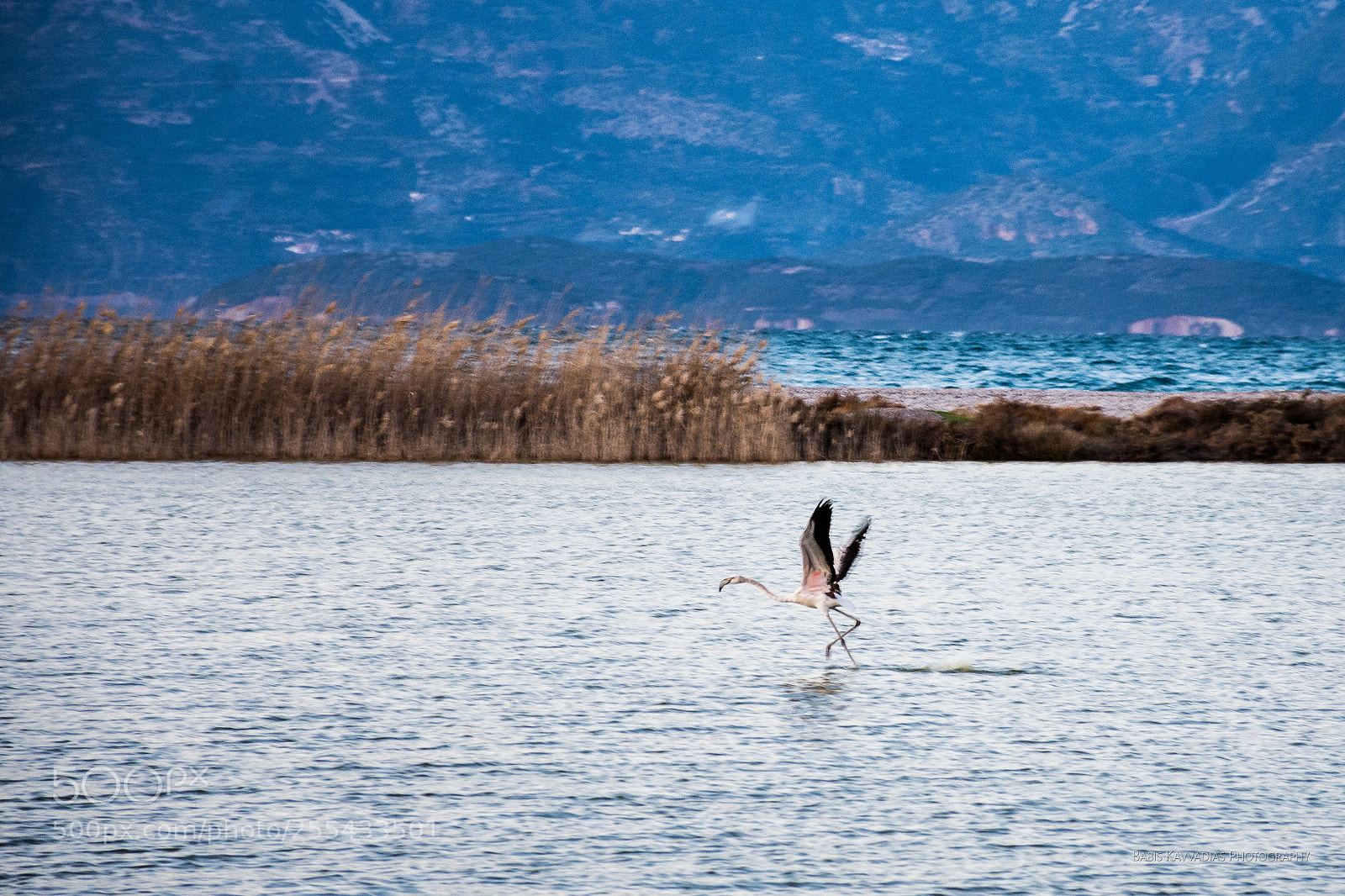 Nikon D7200 sample photo. The run of the photography
