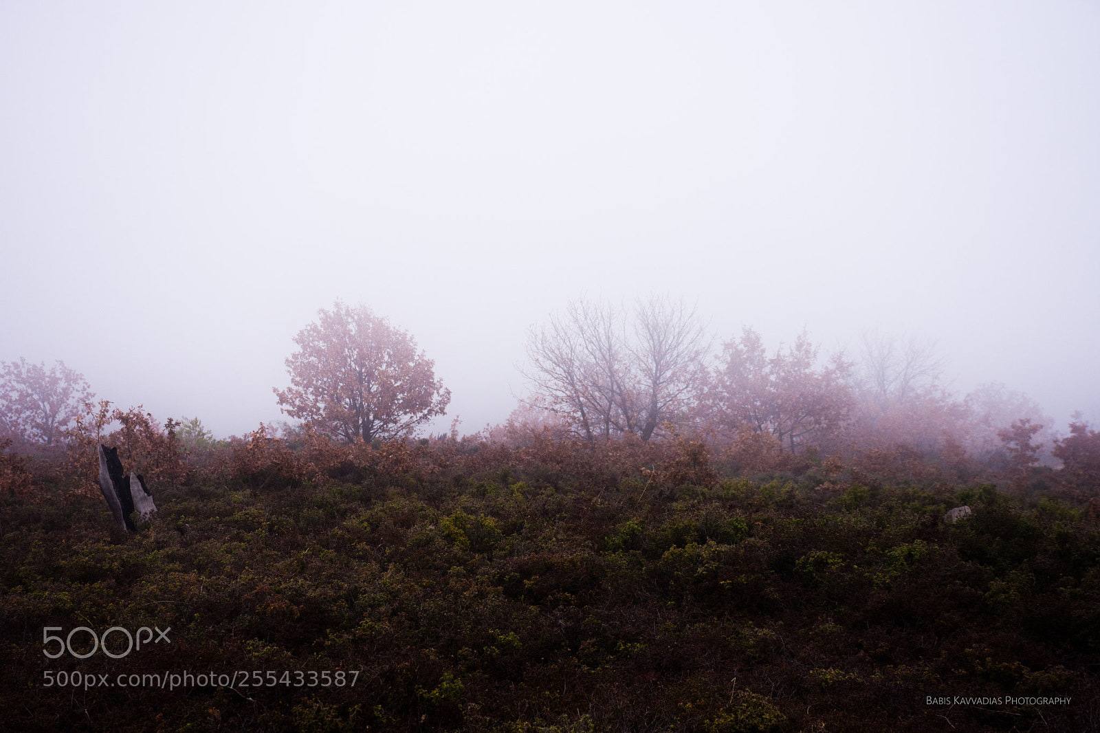 Nikon D7200 sample photo. In the mist photography
