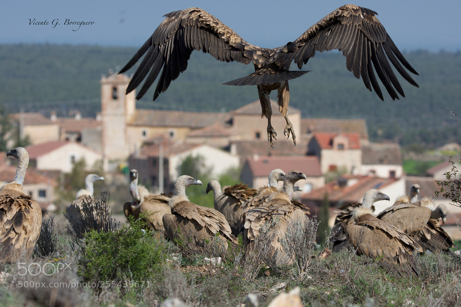Nikon D7200 sample photo. Gyps fulvus photography