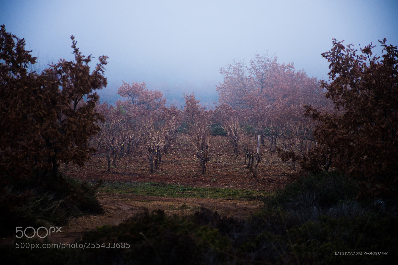 Nikon D7200 sample photo. In the mist photography