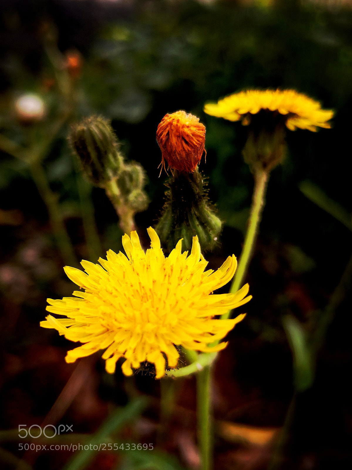 HUAWEI Mate 10 sample photo. Untitled photography