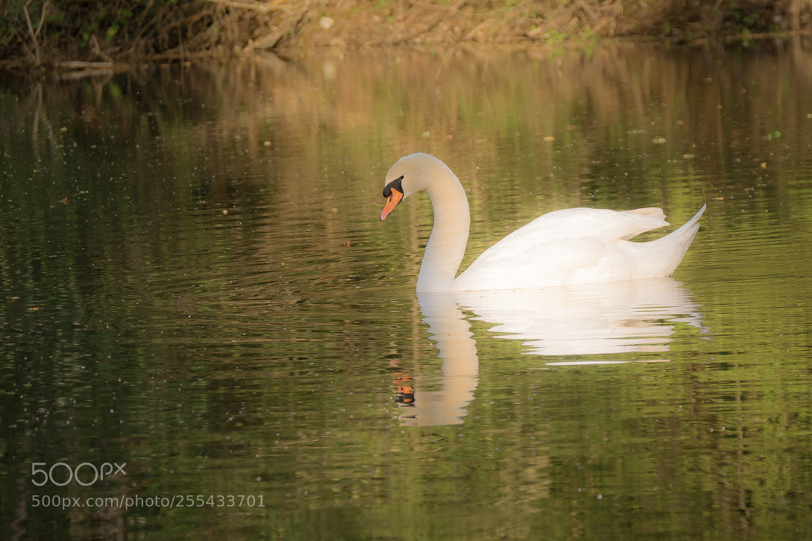 Panasonic DMC-G70 sample photo. White swan photography