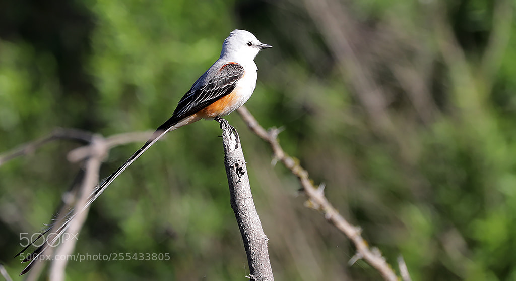 Canon EOS 5D Mark IV sample photo. Scissor-tailed flycatcher's tail photography