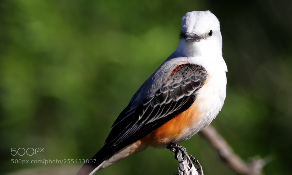 Canon EOS 5D Mark IV sample photo. Scissor-tailed flycatcher photography