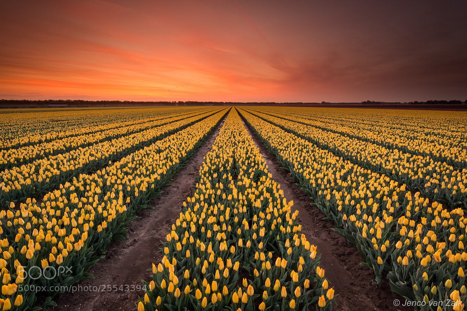 Nikon D800E sample photo. Tulips at sunrise photography