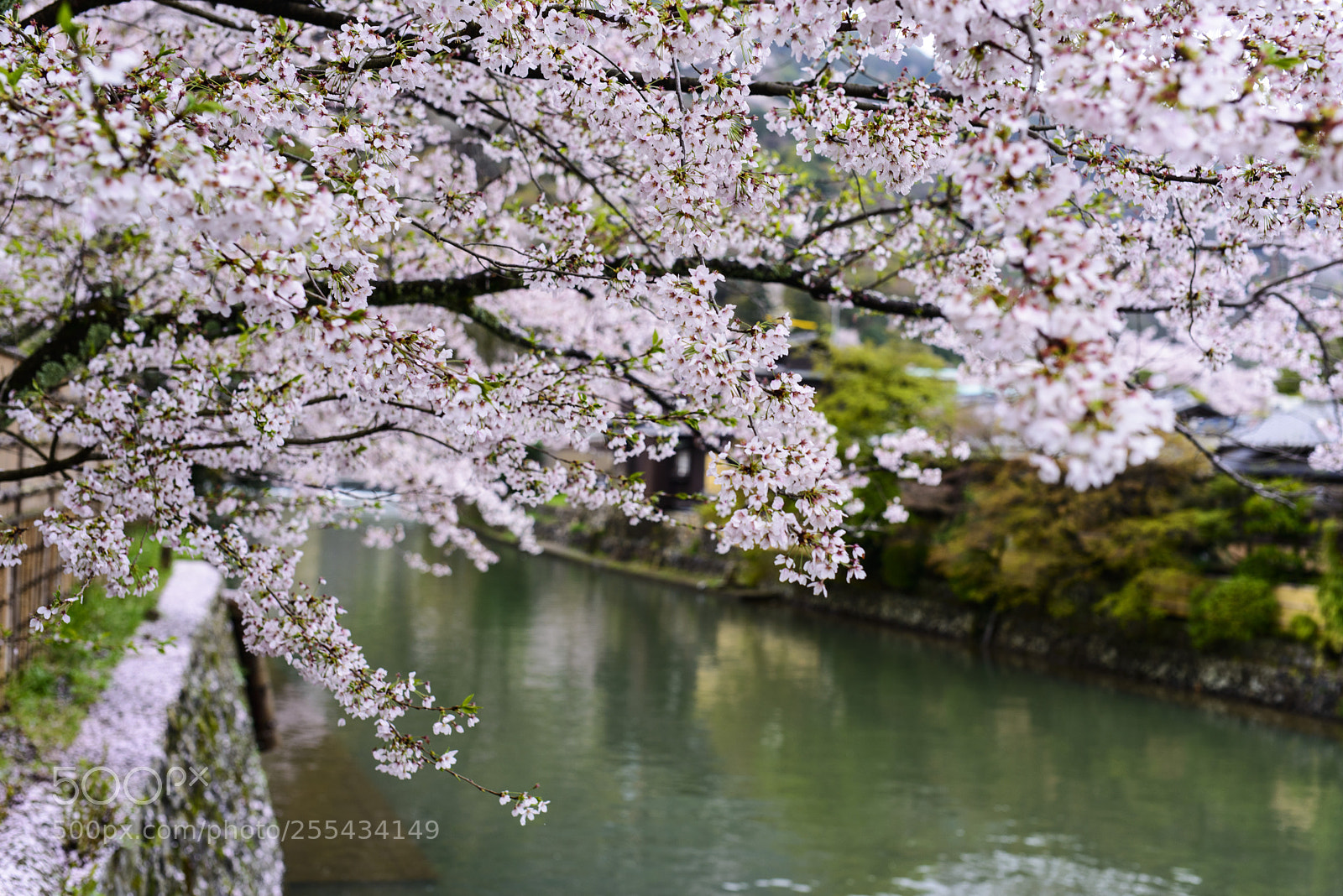 Nikon D800 sample photo. Arashiyama kyoto photography
