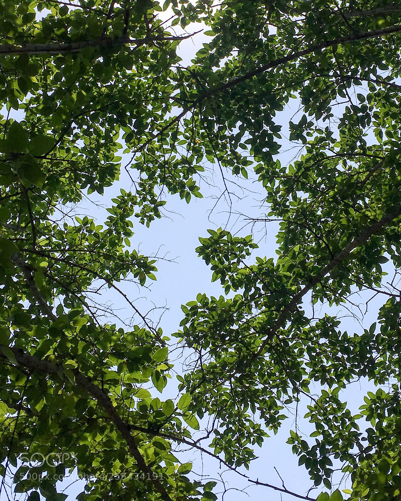 Apple iPhone SE sample photo. Lookup photography