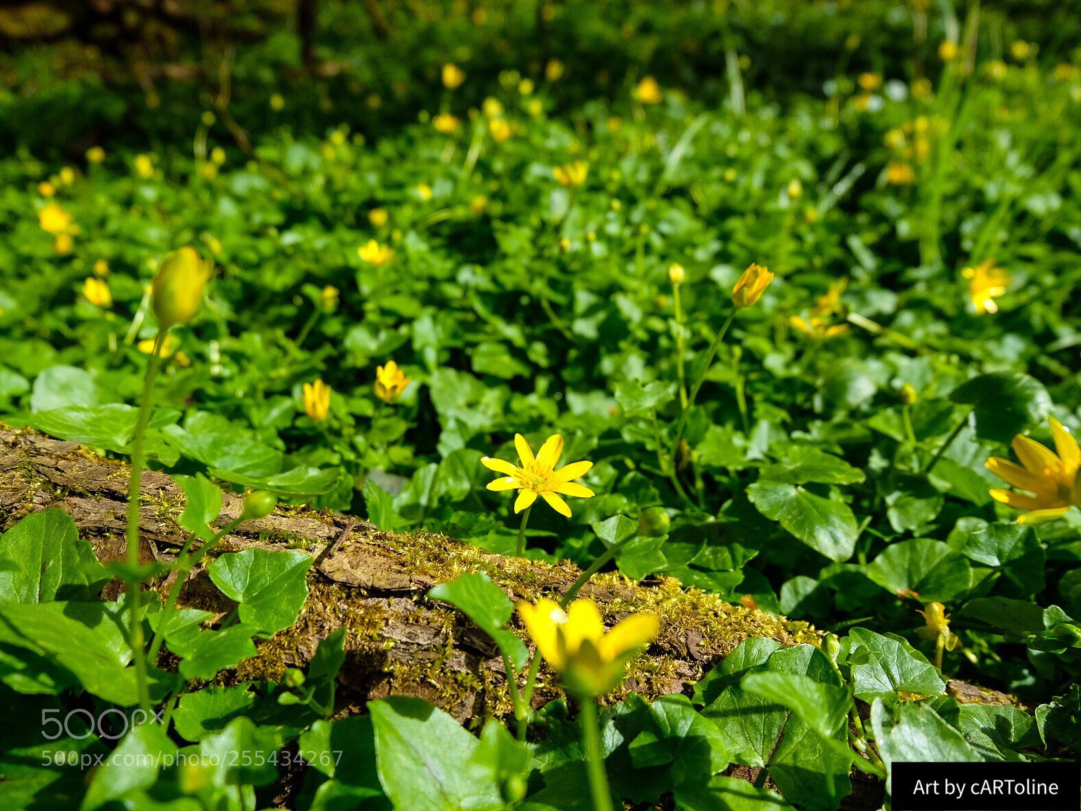 Fujifilm X-T20 sample photo. Beautiful spring  photography