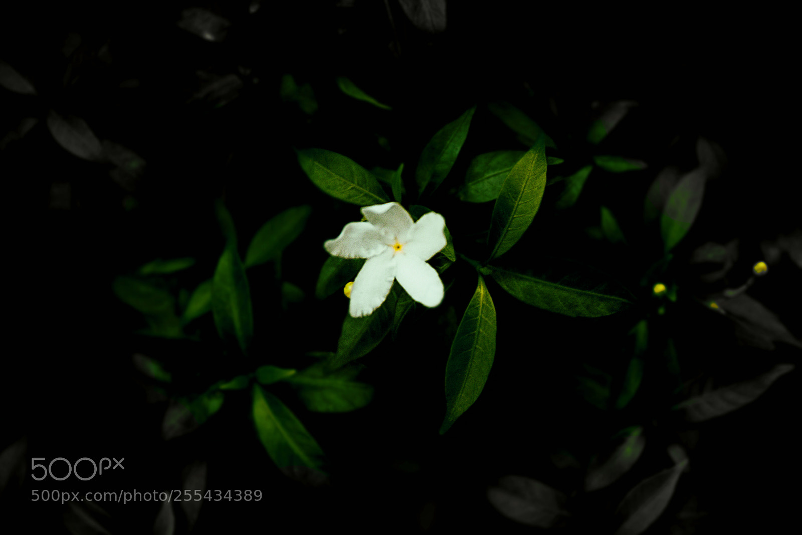 Canon EOS 500D (EOS Rebel T1i / EOS Kiss X3) sample photo. Alone in the dark photography