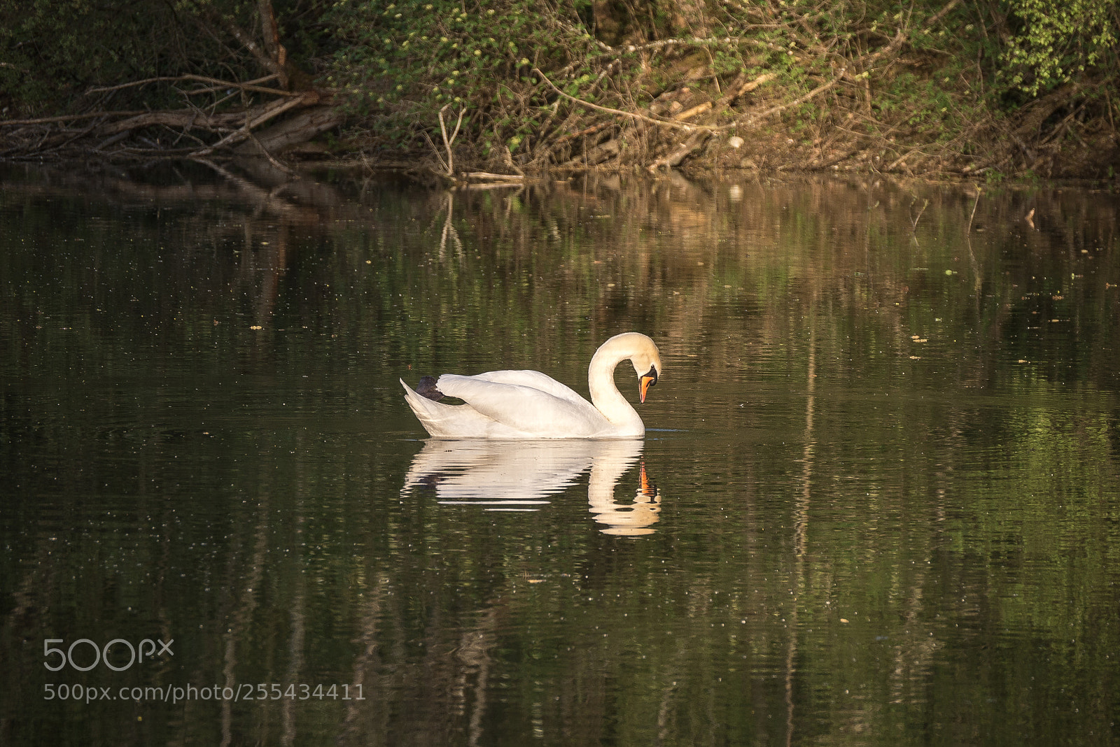 Panasonic DMC-G70 sample photo. White swan photography