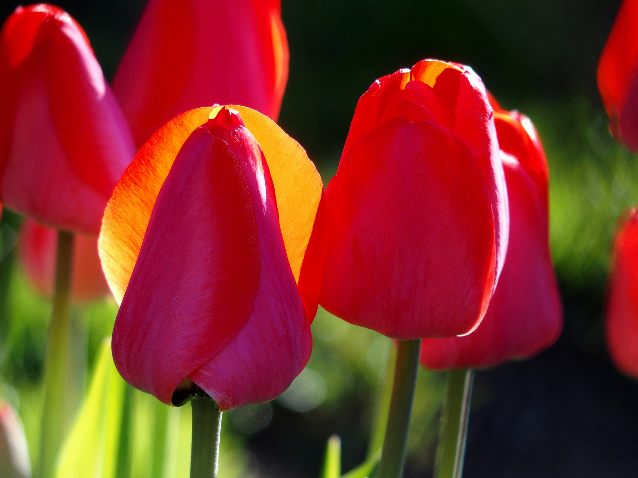 Olympus STYLUS1,1s sample photo. Tulip photography