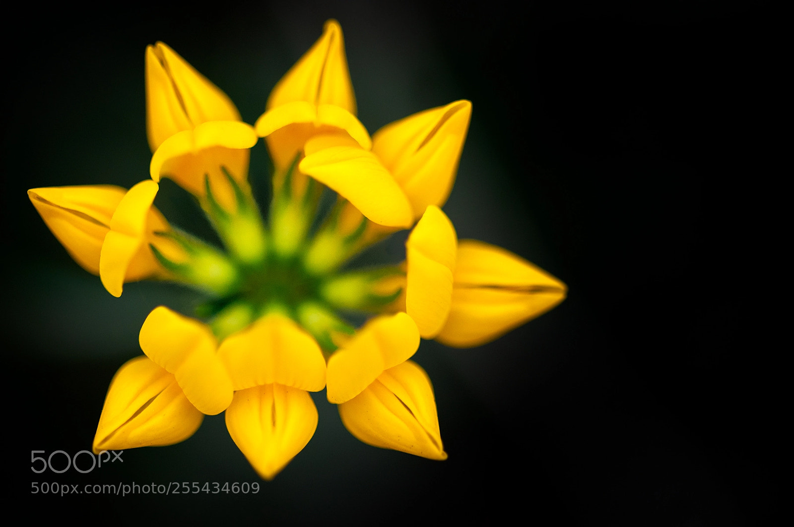 Nikon D300S sample photo. Nature and geometry photography