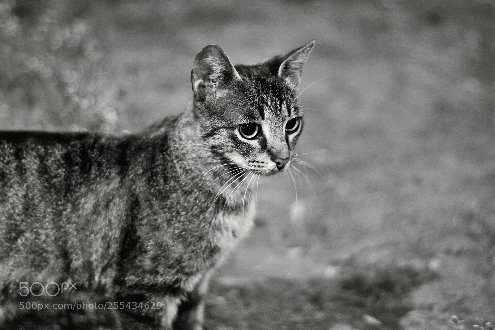 Nikon D5200 sample photo. Cat photography