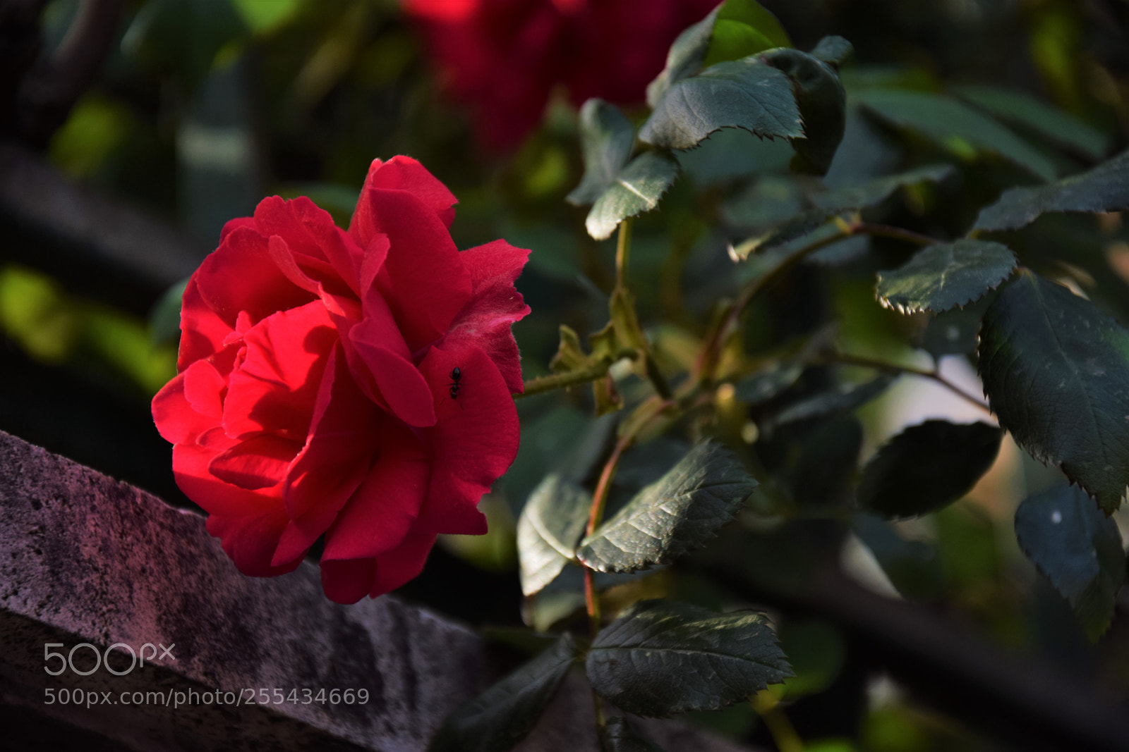 Nikon D3300 sample photo. Dsc photography