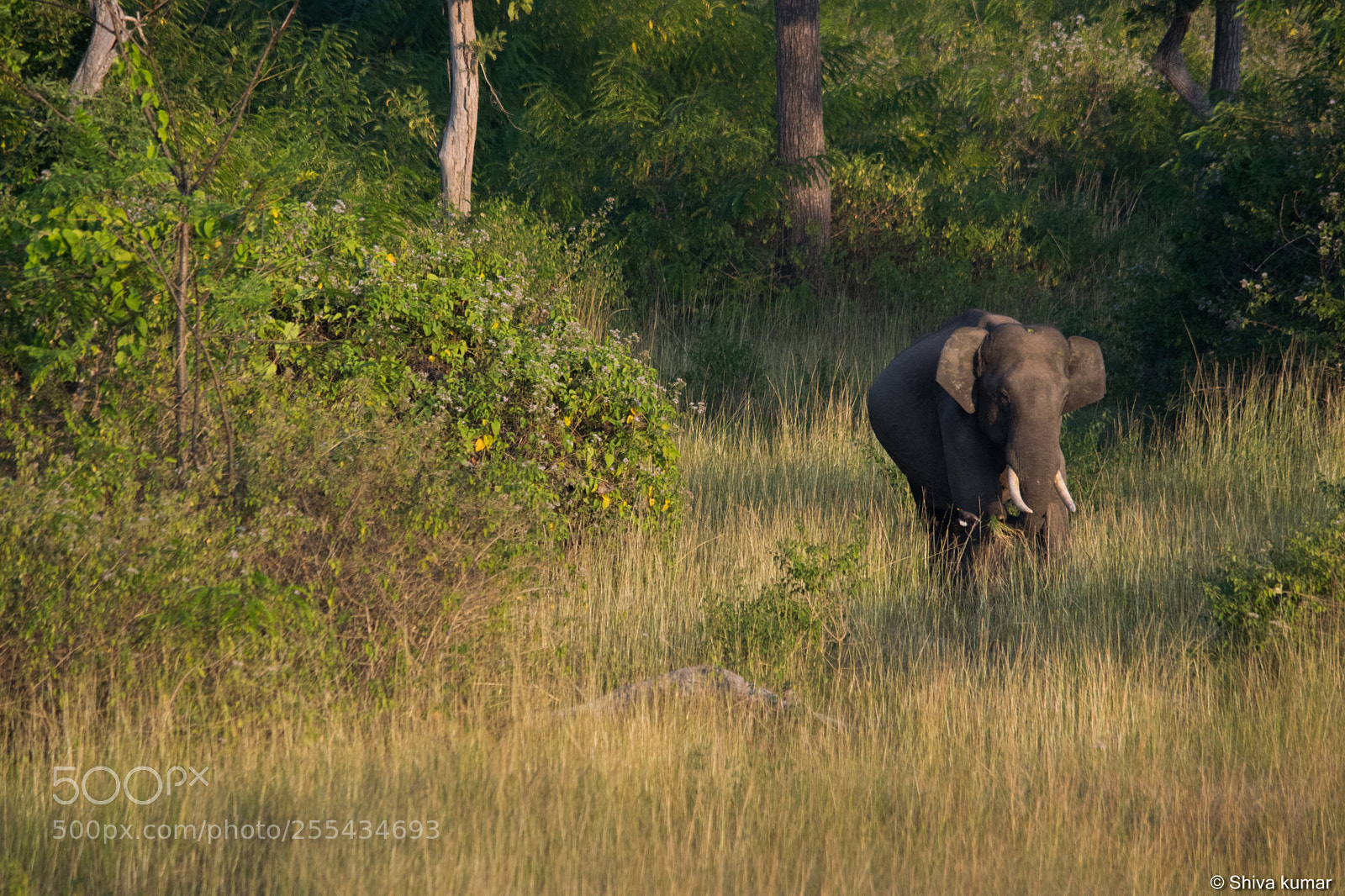 Nikon D3300 sample photo. Tusker photography