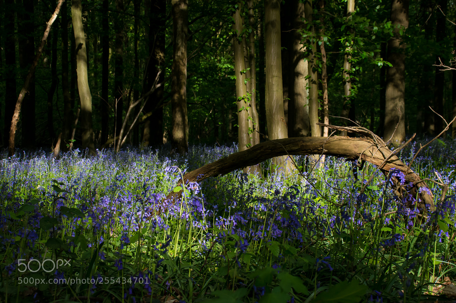Nikon D5200 sample photo. Evening sun on hyacinths. photography