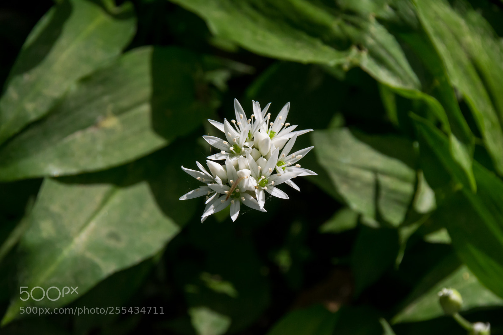 Nikon D5200 sample photo. Allium ursinum. photography