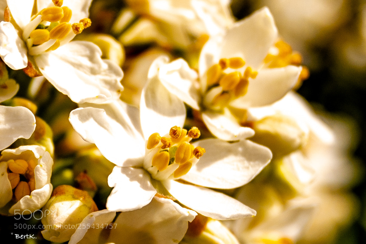 Nikon D500 sample photo. Blooming photography