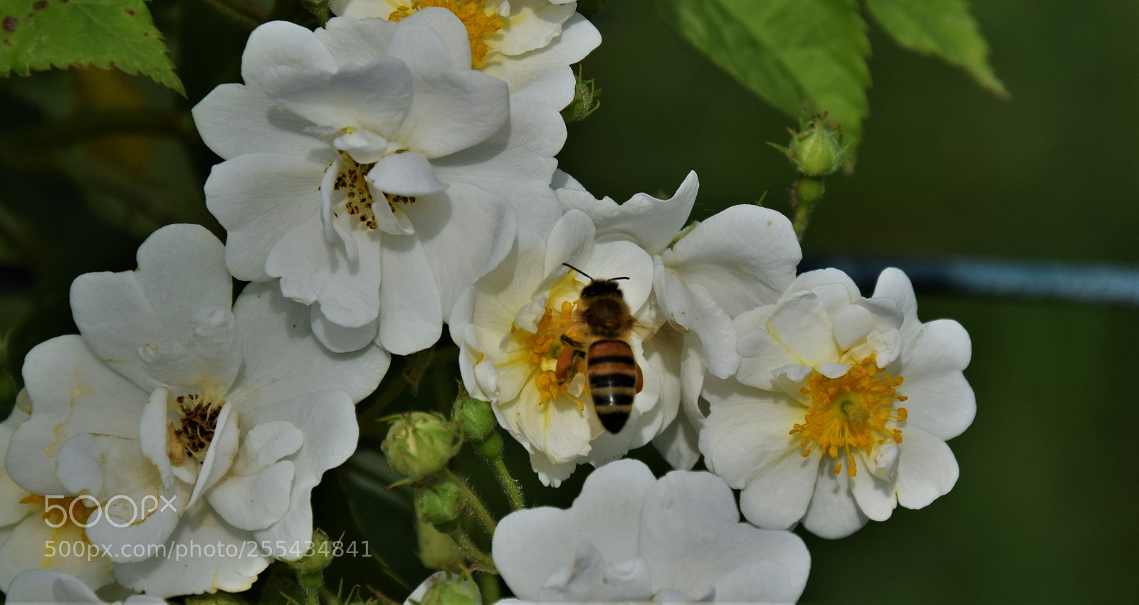 Nikon D3300 sample photo. Dsc photography