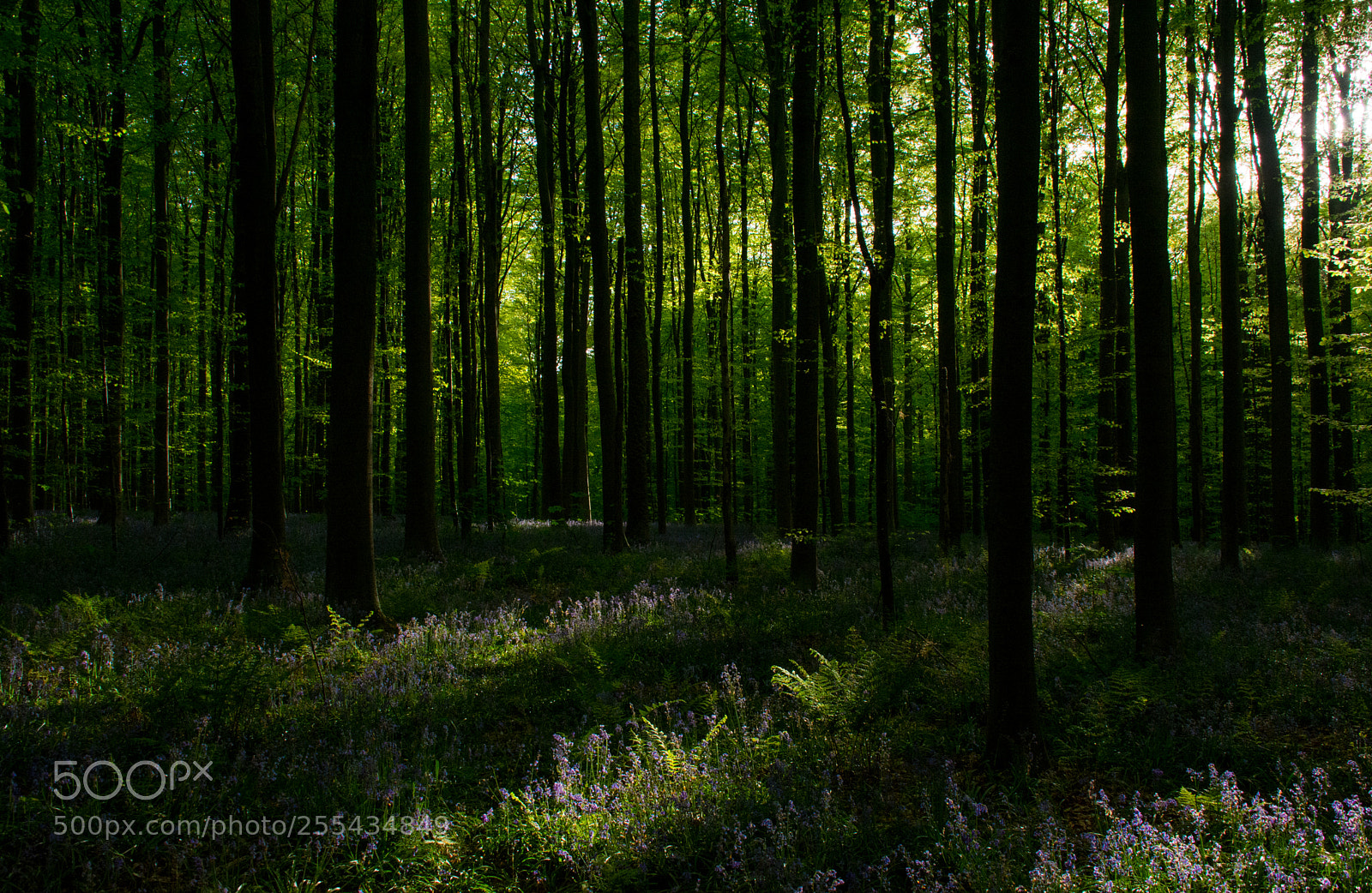 Nikon D5200 sample photo. An evening in hallerbos. photography